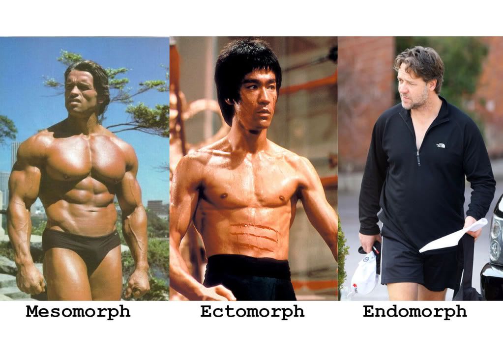 Ectomorph Muscle Gain