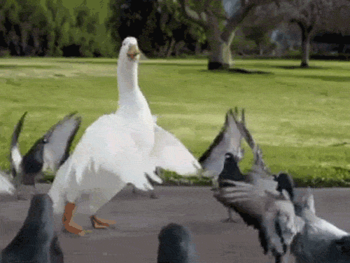 funny_gif_selection_17.gif