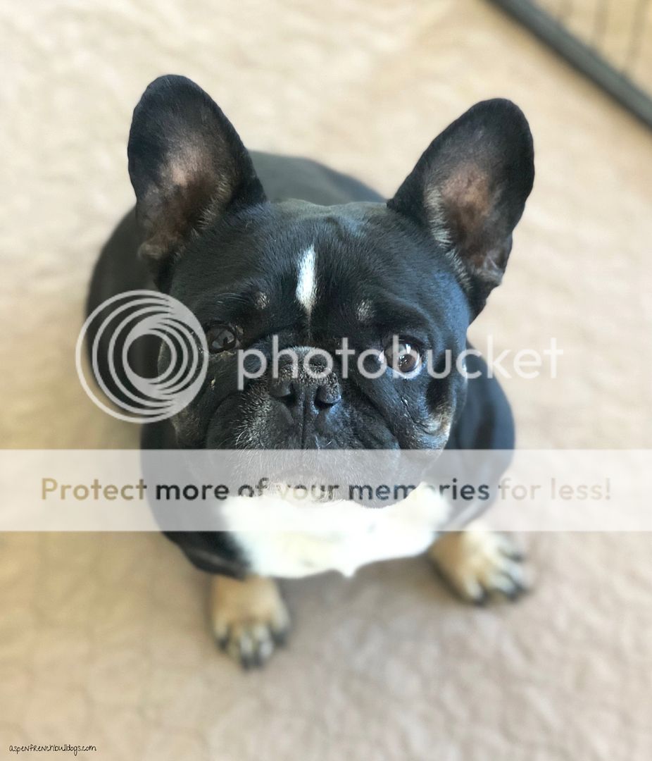 French Bulldog For Sale Colorado / Adorable French Bulldog